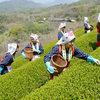 製茶聯盟–品味銘茶