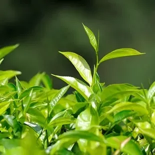 新春茶禮大賞